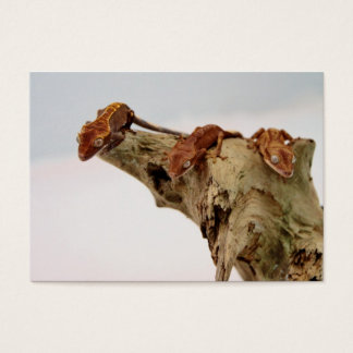 Cartes De Visite Trois Geckos À Pois