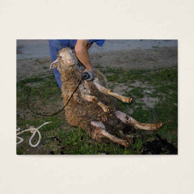 Cartes De Visite Vis du mouton (Devant)