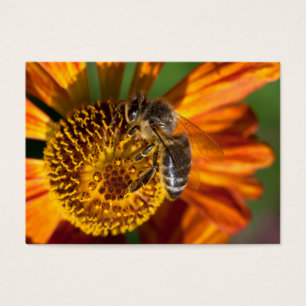 Cartes De Visite Western Honey Bee Macro photo