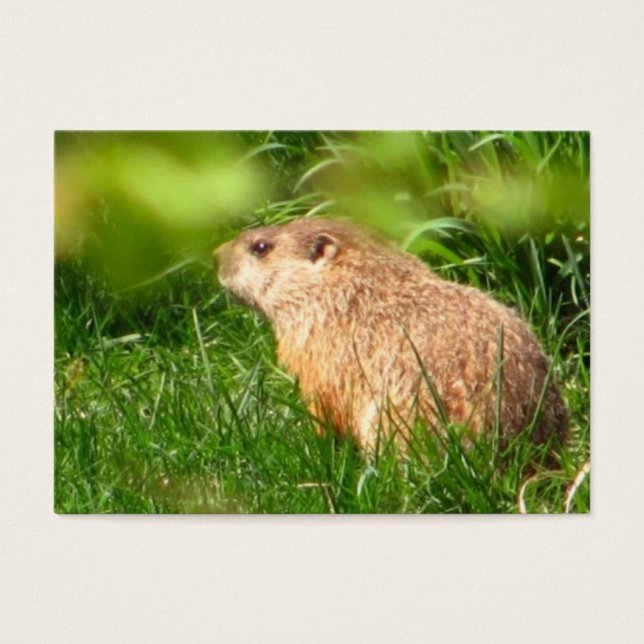 Cartes De Visite Woodchuck ~ ATC (Devant)