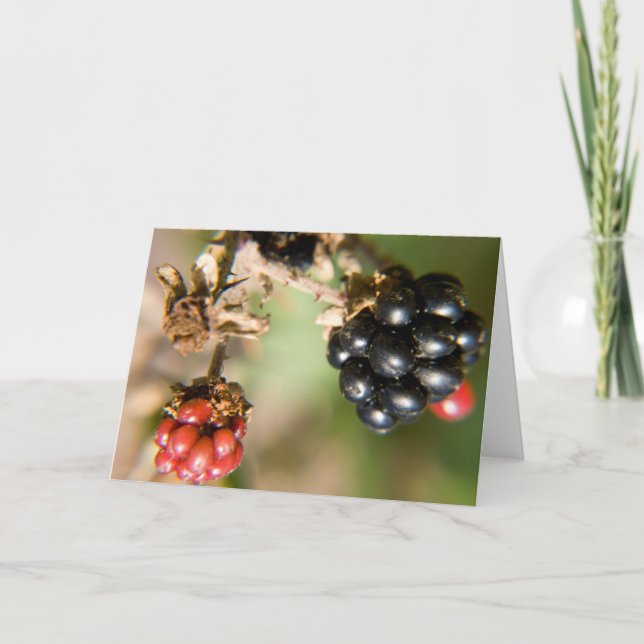 Cartes de vœux Baies d'Automne (Devant)