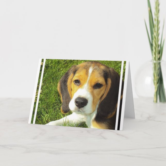 Cartes de voeux beagles (Devant)
