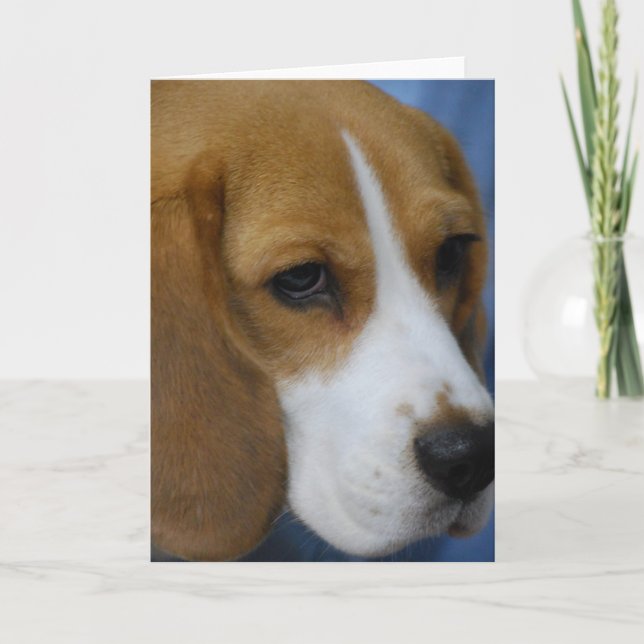 Cartes de voeux Beagles (Devant)