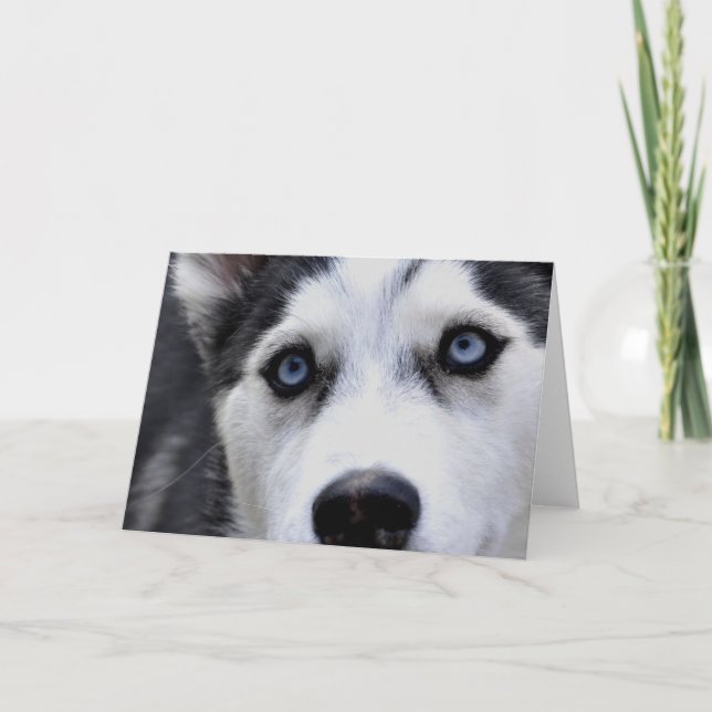 Cartes de voeux Blue Eyed Husky (Devant)