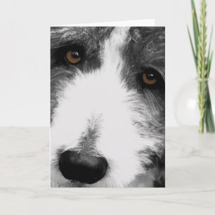 Cartes de voeux Collie Eyes