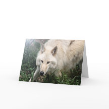 Cartes de voeux de blanc de loup blanc