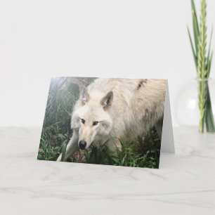 Cartes de voeux de blanc de loup blanc