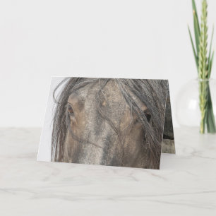 Cartes de voeux de Cheval Sauvage - Yeux de Zeus B