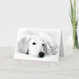 Cartes de voeux de Saluki