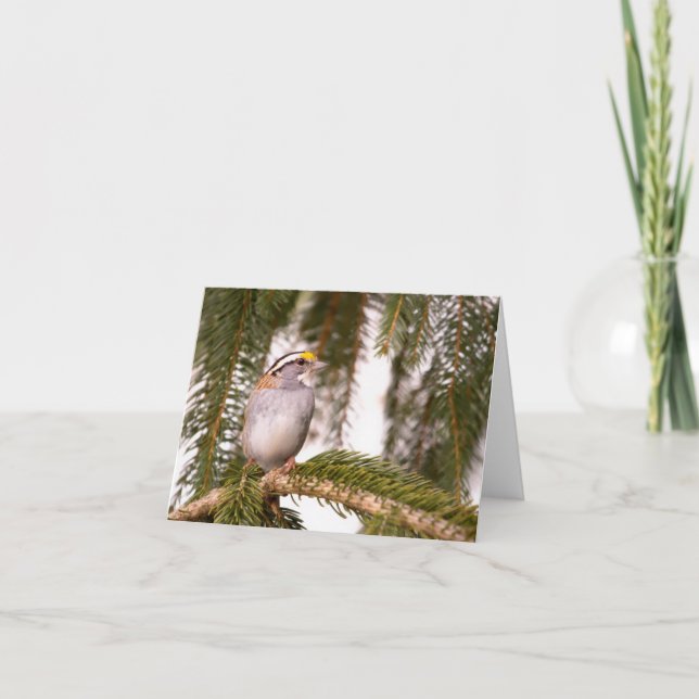 Cartes de vœux du pinson à gorge blanche (Devant)