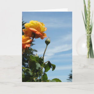 Cartes de vœux Fleurs Rose Orange Ciel Bleu Vierge
