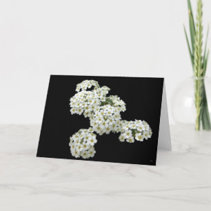 Cartes de voeux florales blanches du pays