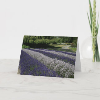 Cartes de voeux : Lavande violette et blanche