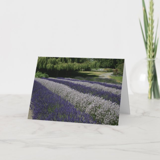 Cartes de voeux : Lavande violette et blanche (Devant)