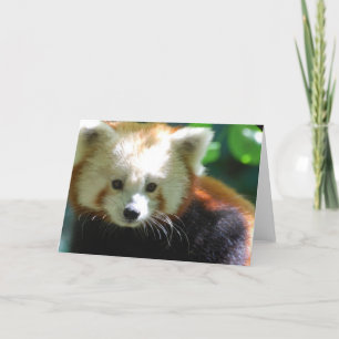 Cartes de voeux mignonnes de panda rouge
