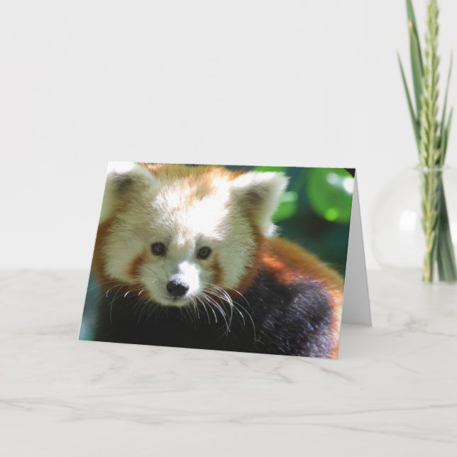 Cartes de voeux mignonnes de panda rouge (Devant)