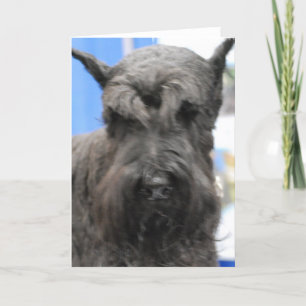 Cartes de voeux mignonnes de Schnauzer
