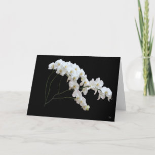 Cartes de vœux Orchidée blanche