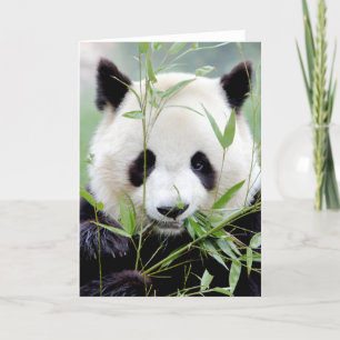 Cartes de voeux Panda géant photo. Panda.