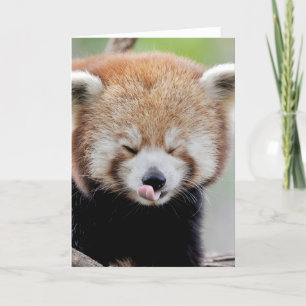 Cartes de voeux Panda rouge photo. Panda roux.