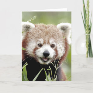 Cartes de voeux Panda rouge photo. Panda roux.