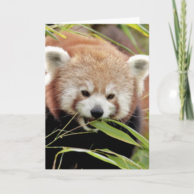 Cartes de voeux Panda rouge photo. Panda roux. (Devant)