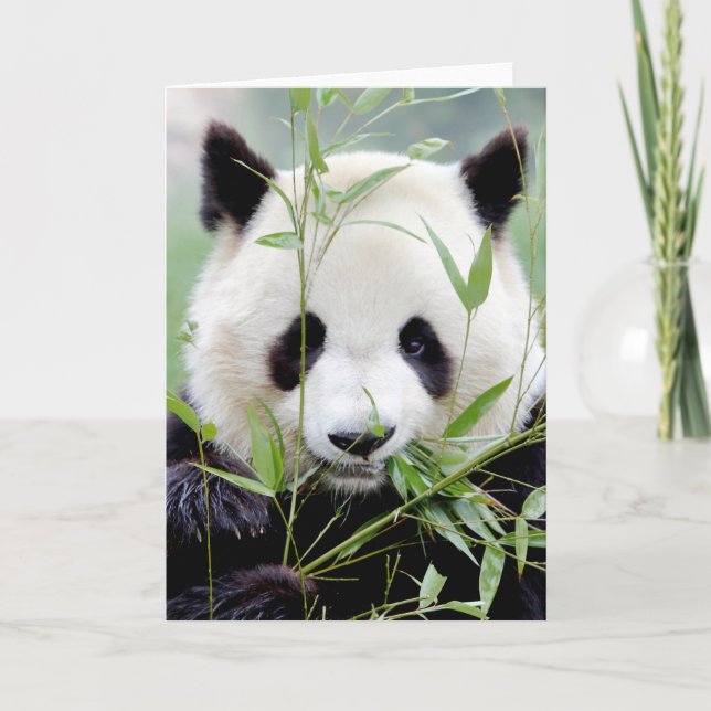 Cartes de vœux Photo panda géant. Panda geant. (Devant)