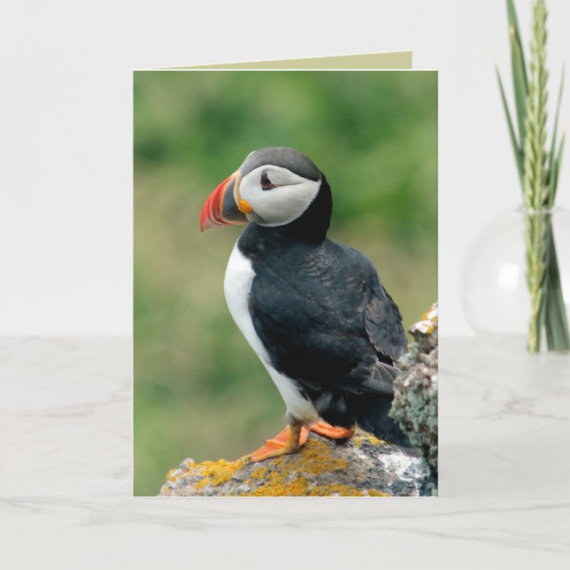 Cartes de voeux Puffin (Devant)