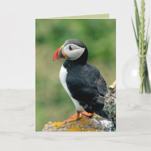 Cartes de voeux Puffin