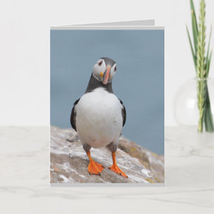 Cartes de voeux Puffin