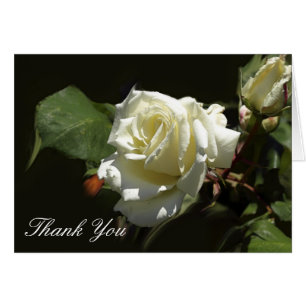 Cartes de voeux Wild White Rose