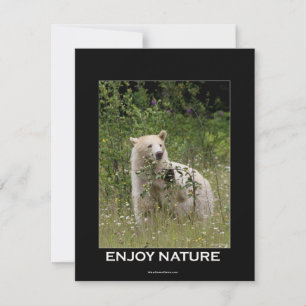 Cartes d'invitation de l'ours