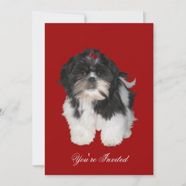 Cartes d'invitation Shitzu Shih Tzu Chiots (Devant)