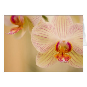 Cartes d'orchidées blanches