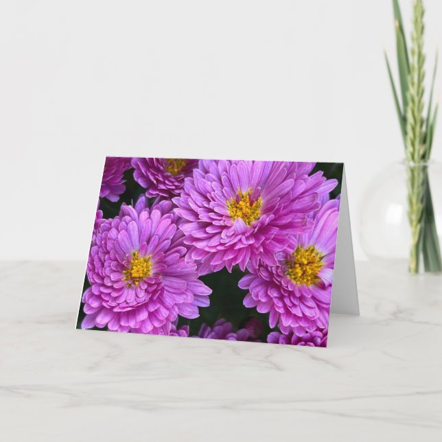 Cartes doubles Aster en pleine floraison (Devant)