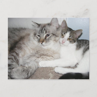 Cartes gâtées en amour Carte