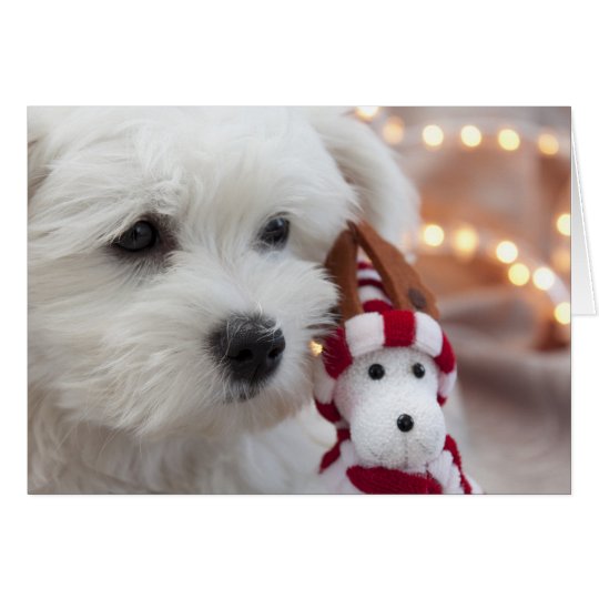 Cartes Joyeux Noël !