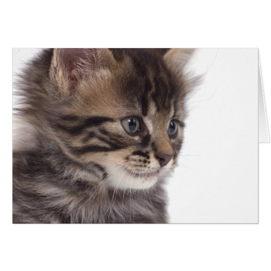 Cartes kitten