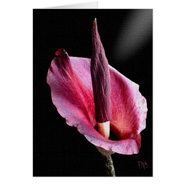 Cartes Lily Voodoo (Devant)