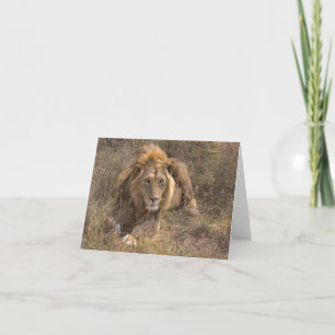 Cartes Lion Homme