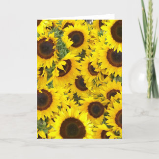 Cartes photos de tournesol