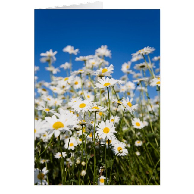 Cartes pliées (Devant)