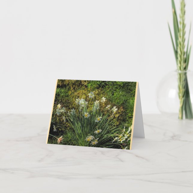 Cartes pliées de jonquilles à Stenton House (Devant)