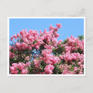 Cartes postale botanique de fleurs roses sur un ci