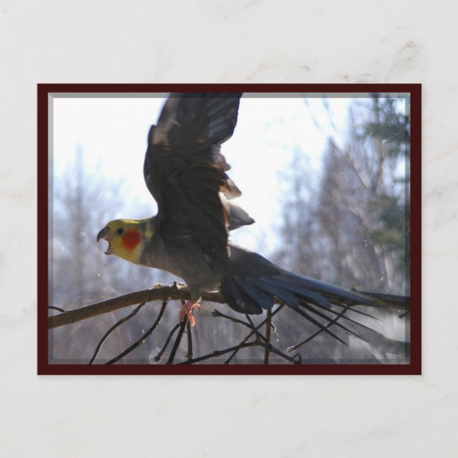 cartes postales (Devant)