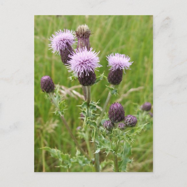Cartes postales (Devant)