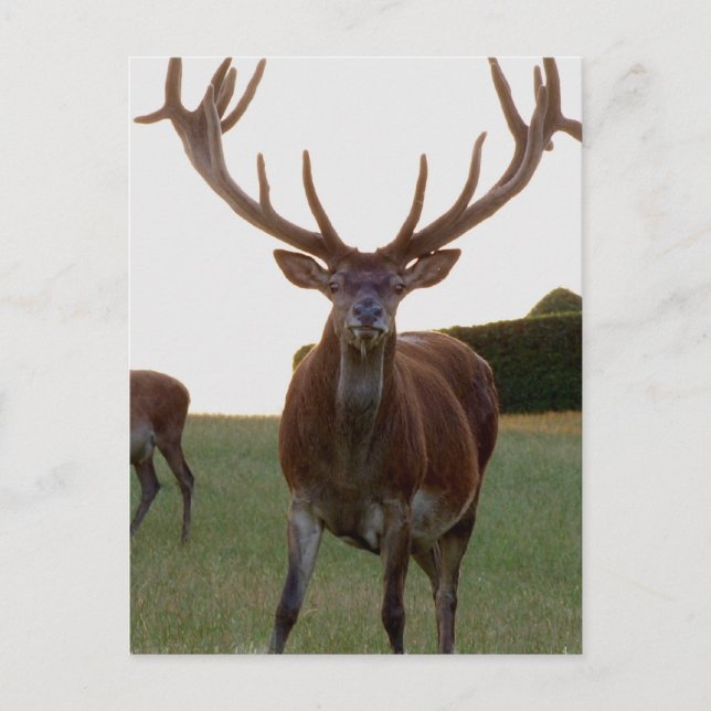 Cartes postales (Devant)