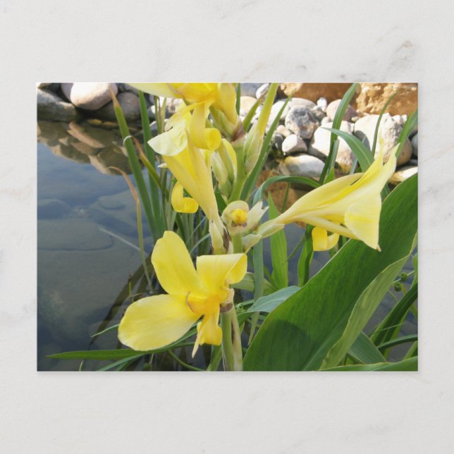 Cartes postales à fleurs jaunes (Devant)