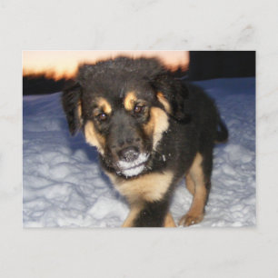 Cartes postales à visage idiot