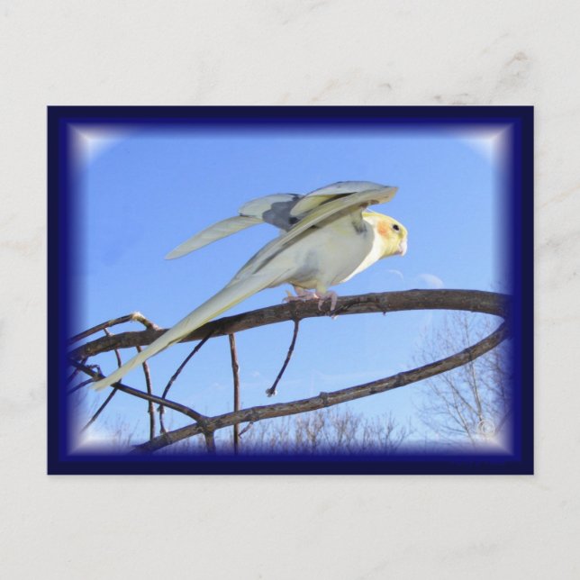 Cartes postales aérodynamiques (Devant)